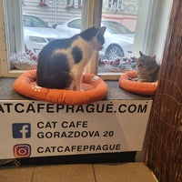 Foto tirada no(a) Cat Cafe por Ömer Lütfi K. em 7/5/2023