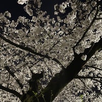 Photo taken at Senzokuike Park by utsumic on 4/7/2024