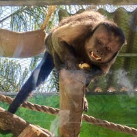 3/29/2018 tarihinde Gaby P.ziyaretçi tarafından Zoo Parque Loro'de çekilen fotoğraf