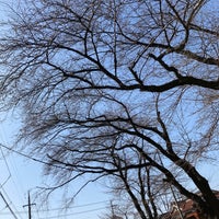 新川桜並木通り 宇都宮市 栃木県