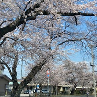 新川桜並木通り 宇都宮市 栃木県