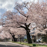 新川桜並木通り 宇都宮市 栃木県