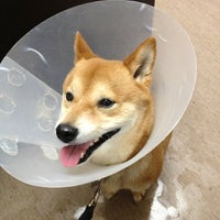 Mcknight veterinary clinic sales