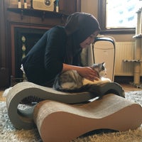 Cat Cafe Melbourne Pet Caf in Melbourne Cat Cafe Melbourne Pet Caf in Melbourne