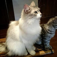 和風桶猫喫茶 和風桶猫喫茶