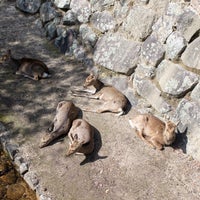 Photo taken at Miyajima (Itsukushima) by Shinsuke S. on 3/1/2024