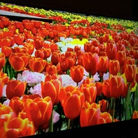 最も気に入った チューリップテレビ 採用 人気のある画像を投稿する