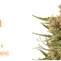 รูปภาพถ่ายที่ Fweedom Cannabis โดย Fweedom Cannabis เมื่อ 8/6/2014