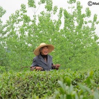 Foto tirada no(a) Mad Monk Tea por Mad Monk Tea em 9/10/2014