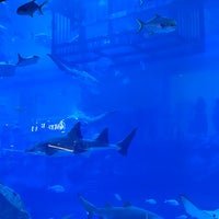 Photo taken at Dubai Aquarium by Huw L. on 2/11/2024