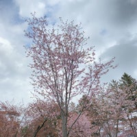 Photo taken at 静内二十間道路桜並木 by Petrerful on 5/1/2023