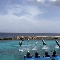 8/20/2015 tarihinde Amarante, R.ziyaretçi tarafından Dolphin Academy'de çekilen fotoğraf