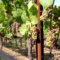 Снимок сделан в Regale Winery &amp;amp; Vineyards пользователем Regale Winery &amp;amp; Vineyards 8/11/2014