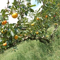 有田巨峰村森園 Farm In 有田川町