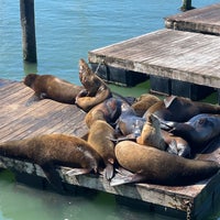 Photo taken at Sea Lions by Wendy P. on 3/31/2024