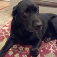 vca murphy road animal hospital