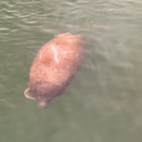 Photo taken at Manatee Viewing Center by Don W. on 2/16/2024