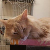 猫カフェ Cat Cafe Nyanny ニャニー Pet Cafe In 神戸市 猫カフェ Cat Cafe Nyanny ニャニー Pet Cafe In 神戸市