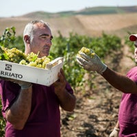 8/26/2014にFirriato WineryがFirriato Wineryで撮った写真
