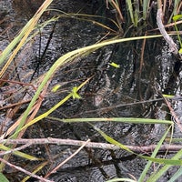 12/19/2021にAditya N.がEverglades River of Grass Adventuresで撮った写真