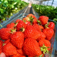 池田観光果樹園 Fruit Vegetable Store