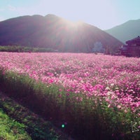 清住コスモス園 丹波市 兵庫県