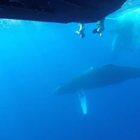 3/17/2018 tarihinde Steve A.ziyaretçi tarafından Ultimate Whale Watch'de çekilen fotoğraf
