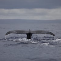 Photo taken at Ultimate Whale Watch by Steve A. on 3/16/2018