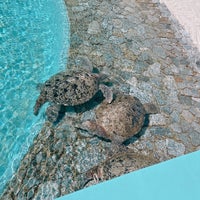 Photo taken at Sea Turtle Pool by seascape on 2/28/2023
