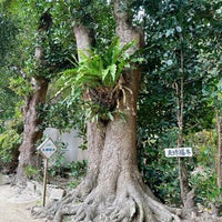 Photo taken at Bise Fukugi Tree Road by seascape on 1/30/2024