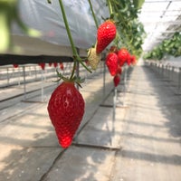 赤ずきんちゃんのおもしろ農園 掛川市 静岡県