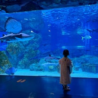 Photo taken at COEX Aquarium by Matt S. on 4/8/2024