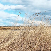 Photo taken at Участок «Знаменка» заказника «Южное побережье Невской губы» by Darya F. on 4/2/2020