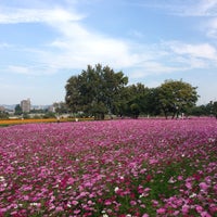 武庫川コスモス園