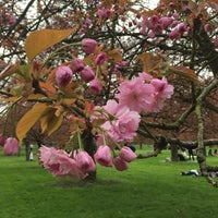 Cerisiers Japonais Parc De Sceaux 4 Tips From 63 Visitors