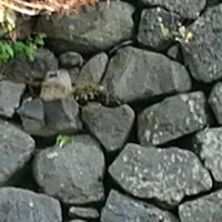 眼鏡橋付近 ハートストーン 125 Visitors 眼鏡橋付近 ハートストーン 125 Visitors
