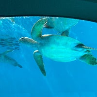 Photo taken at Sea Turtle Pool by ばくりんこ☆ on 11/8/2023
