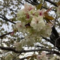 鬱金桜 台東区 10 Visitors 鬱金桜 台東区 10 Visitors