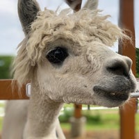 ひるがの高原 牧歌の里 高鷲町鷲見2756 2 ひるがの高原 牧歌の里 高鷲町鷲見2756 2