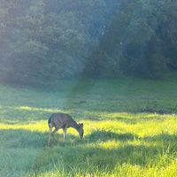 Photo taken at Palo Alto Foothills Park by Igor A. on 4/10/2023