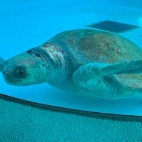 Photo taken at Sea Turtle Pool by かおりんこ on 11/8/2023