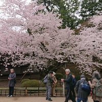 日本最古のソメイヨシノ 弘前市 96 Visitors