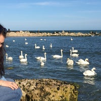 Capul Turcului Beach In Eforie Sud Constanta