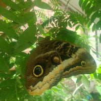 Butterfly Garden at the Museum of Science, Boston - East Cambridge - 5 tips
