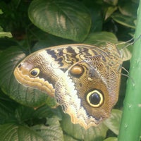 Butterfly Garden at the Museum of Science, Boston - East Cambridge - 5 tips