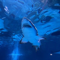 Photo taken at COEX Aquarium by Catalin T. on 2/29/2024