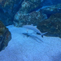 Photo taken at COEX Aquarium by Catalin T. on 2/29/2024
