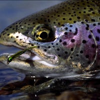 10/31/2014 tarihinde The Ozark Anglerziyaretçi tarafından The Ozark Angler'de çekilen fotoğraf