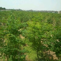 مزرعة الغانم