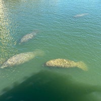 Foto tirada no(a) Manatee Viewing Center por Julie K. em 2/20/2024